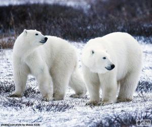 Puzle Ursos polares