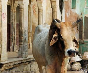 Puzle Vaca sagrada, Índia
