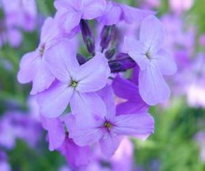 Puzle Violetas ou violas, uma planta ornamental com flor utilizada em jardins