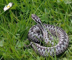 Puzle Viper comum europeu