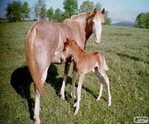 Puzle Virginia Highlander cavalo originários dos Estados Unidos