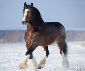 Puzle Vladimir cavalo originário da Rússia