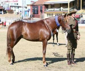Puzle Waler cavalo originários da Austrália