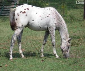 Puzle Walkaloosa cavalo originário dos Estados Unidos