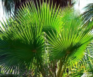 Puzle Washingtonia folhas