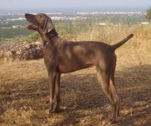 Puzle Weimaraner é uma raça canina oriunda da Alemanha