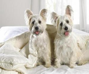 Puzle West Highland White Terriers ou Westies