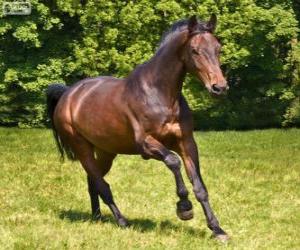 Puzle Westphalian, cavalo, originário da Alemanha
