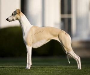 Puzle Whippet uma raça canina do grupo dos galgos oriunda do Reino Unido