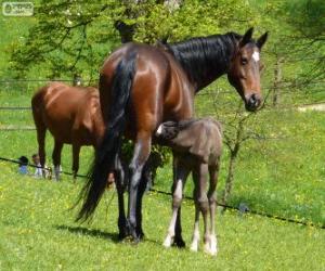 Puzle Württemberger ou Württemberg, cavalo, originário da Alemanha