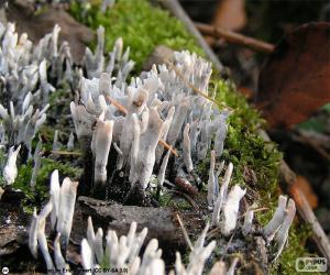 Puzle Xylaria de madeira