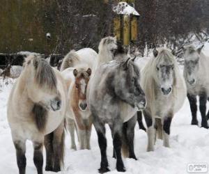 Puzle Yakutia cavalo originários da Sibéria