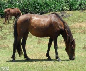 Puzle Yonaguni, Yonaguni uma cavalo originários do Japão