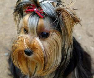 Puzle Yorkshire Terrier, também chamada york e yorkie, é uma raça canina de pequeno porte do grupo dos terriers