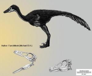 Puzle Zanabazar junior é um do maior conhecido Troodontidae, com um crânio de 272 mm