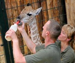 Puzle Zoológico detentores ou zoo alimentando uma girafa