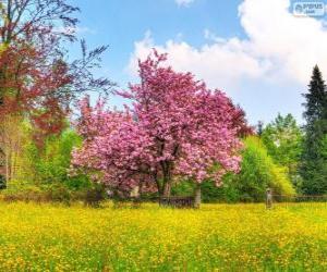 Puzle Árvore de cereja na Primavera