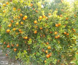 Puzle Árvore de mandarina