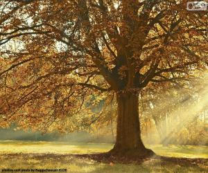 Puzle Árvore decídua no outono