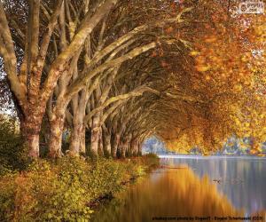 Puzle Árvores ao beira do lago no outono