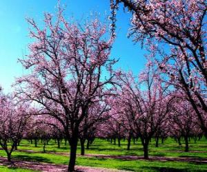 Puzle Árvores de amêndoa de floração na Primavera