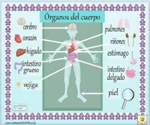 Puzle Órgãos do corpo humano em espanhol