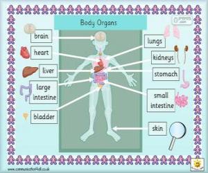 Puzle Órgãos do corpo humano em inglês