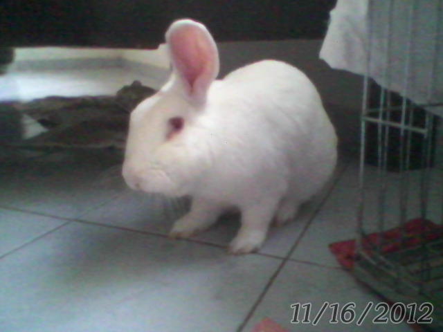 meu coelho louie puzzle