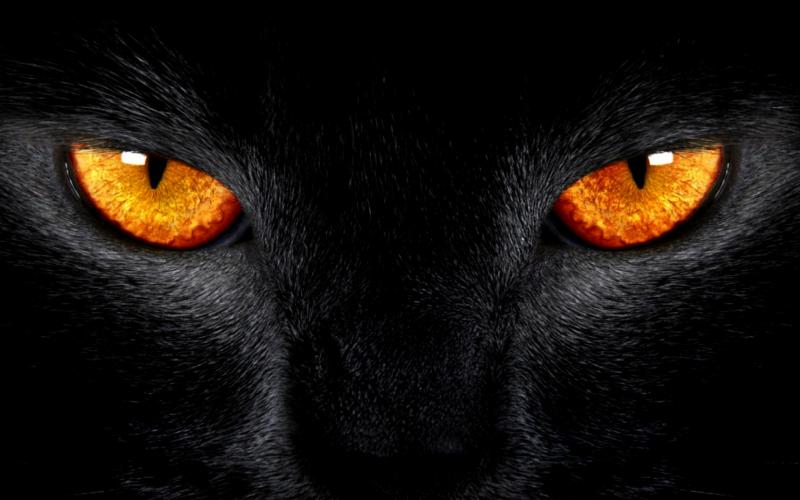 black cat puzzle