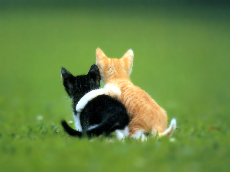 gatinhos 1 puzzle