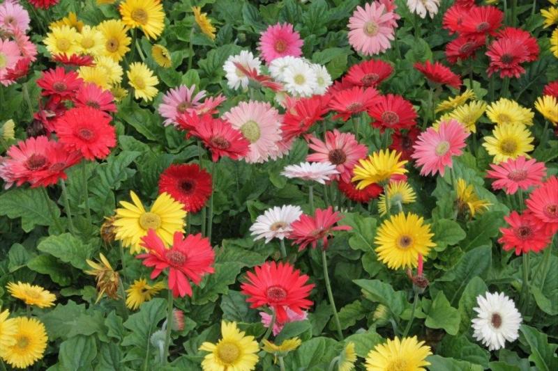 flores variadas puzzle