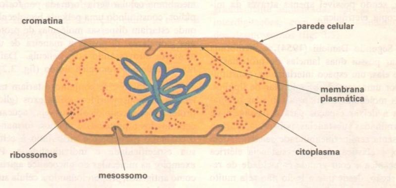 Bactérias (1) puzzle