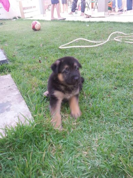 fotos de cachorros puzzle