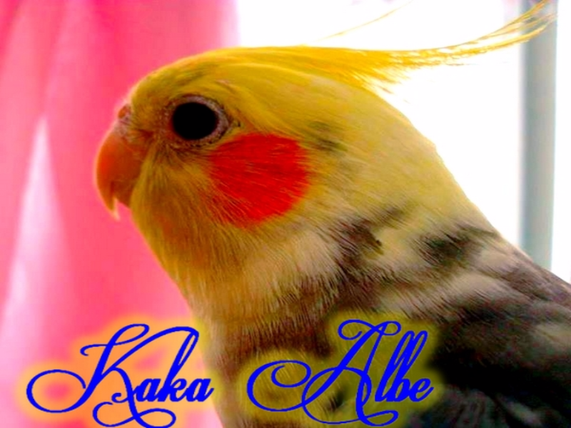 kaka lindo puzzle