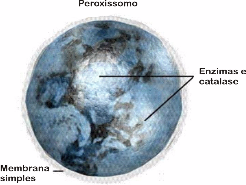 Peroxissomos puzzle