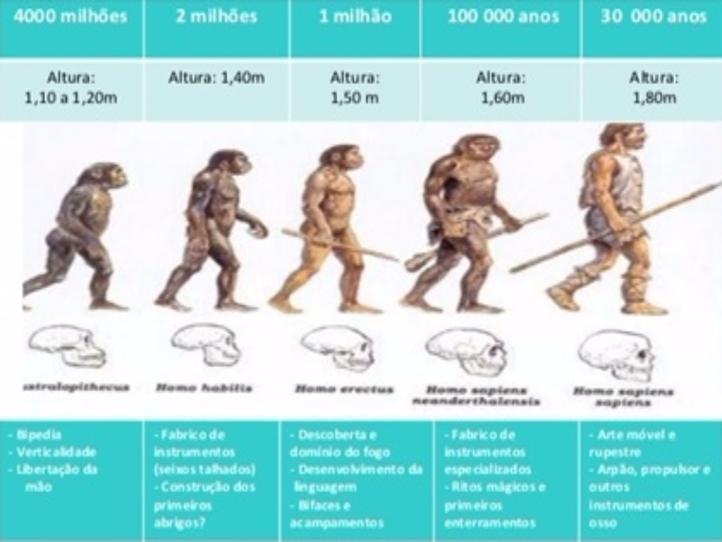 evolução humana puzzle