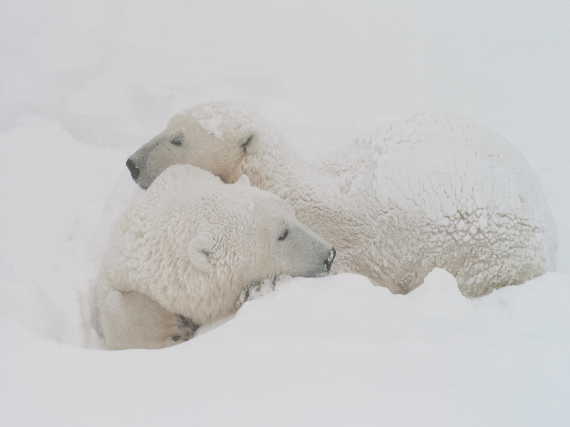 Urso na neve puzzle