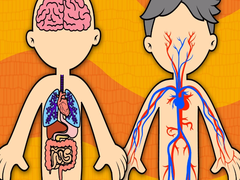 O CORPO HUMANO, desenho puzzle