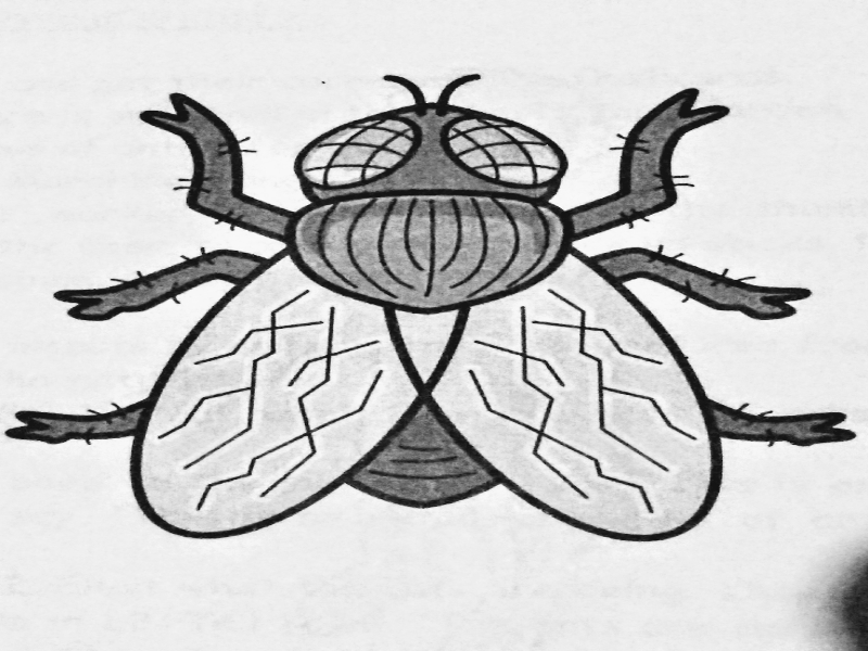 bugs fly puzzle