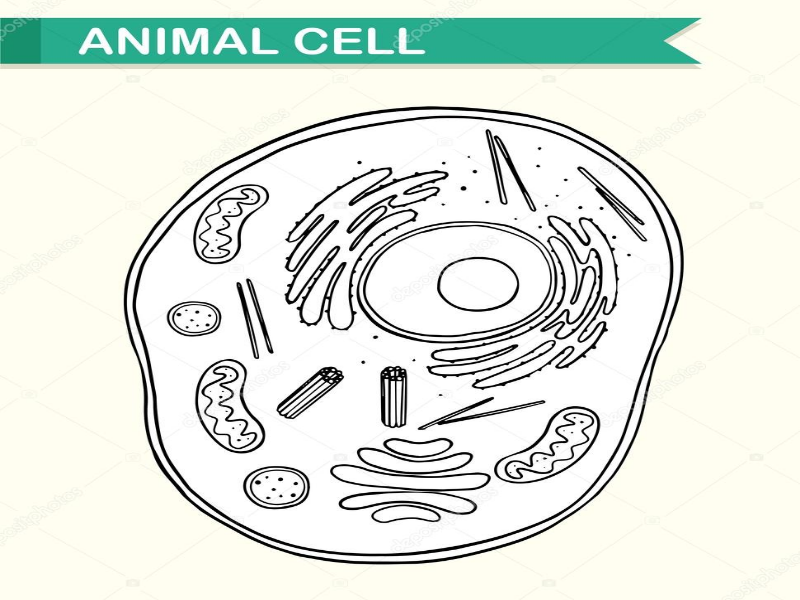 Celula animal puzzle
