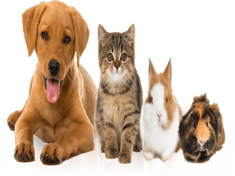 Pets Puzzle puzzle
