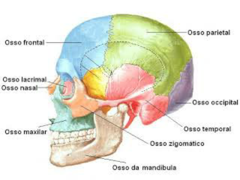 crânio  puzzle
