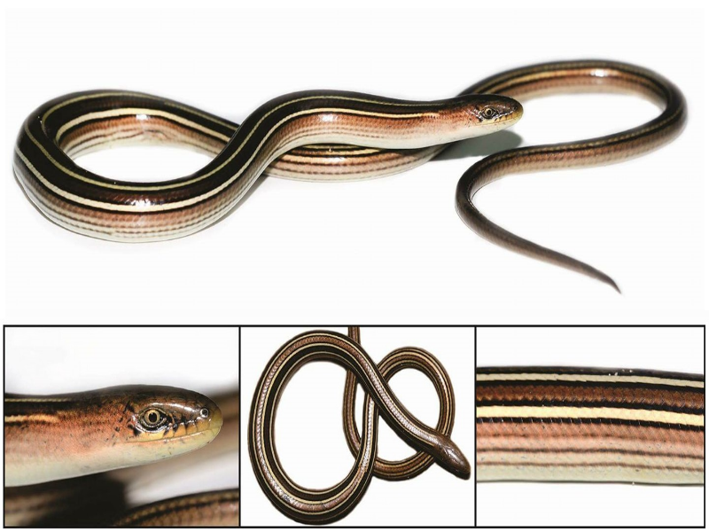 COBRA-DE-VIDRO – (Ophiodes Enso) – Espécie descoberta na enchente de 2015 aqui no Pontal, não é uma puzzle