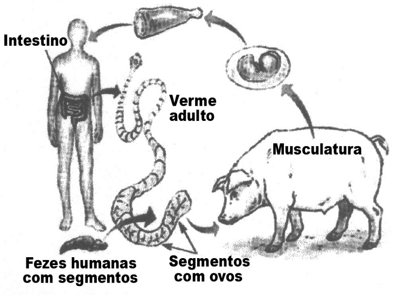 ciclo evolutivo da tenia puzzle