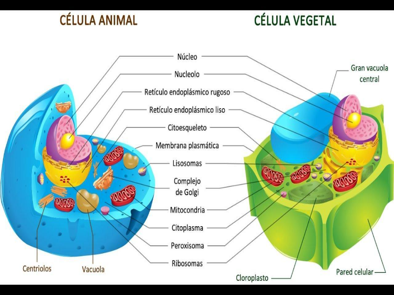 Célula animal e Vegetal: semelhanças e diferenças  puzzle
