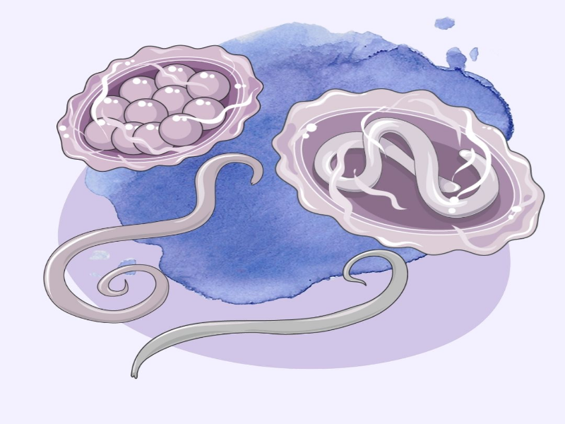 MONTE O QUEBRA CABEÇAS DO Ascaris lumbricoides! puzzle