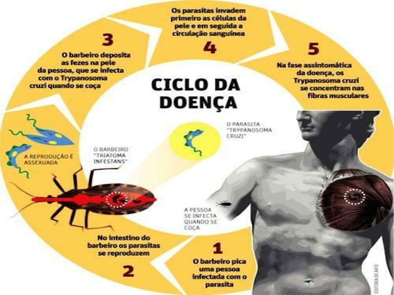 Ciclo da Doença de Chagas puzzle