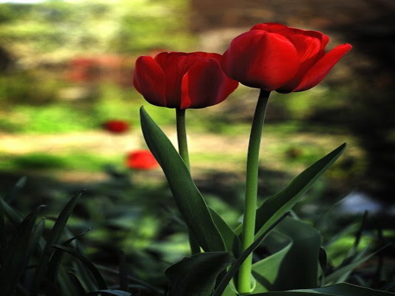 tulipas vermelhas puzzle