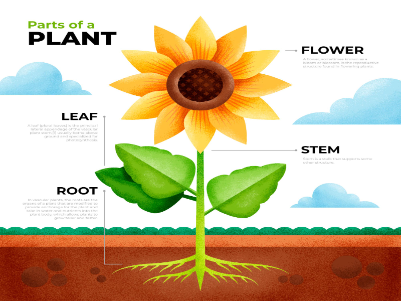 Parts of Plants puzzle