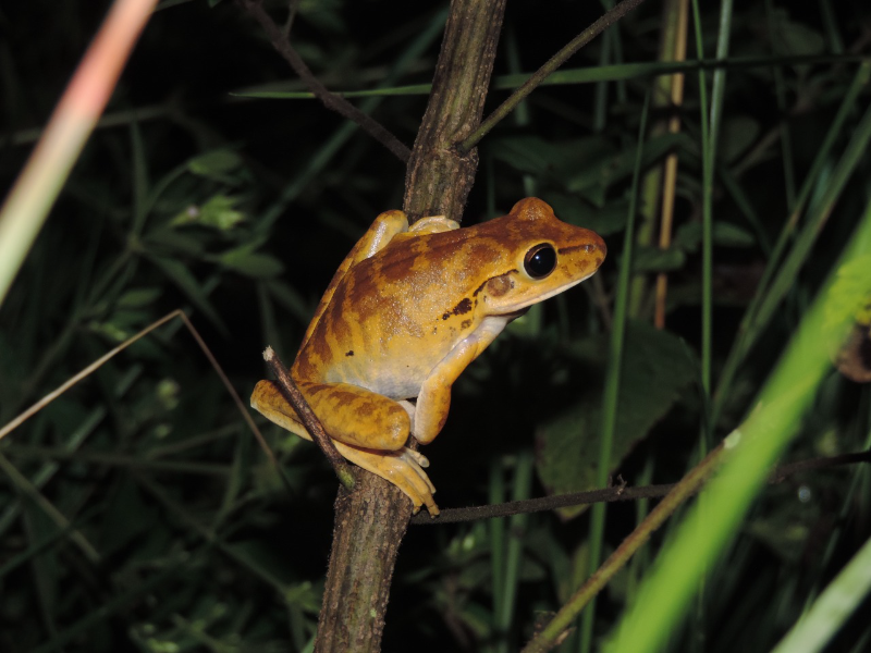 Boana raniceps puzzle